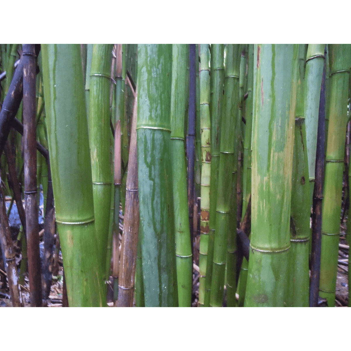 Bamboo Straw Traveler, 2pc Bamboo Straw Wahi Hawaii | Maui, HI 