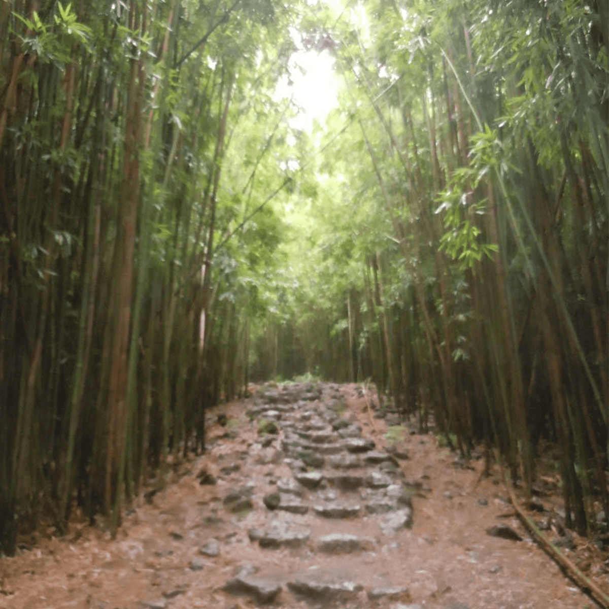 Bamboo Straw Traveler, 6pc Bamboo Straw Wahi Hawaii | Maui, HI 